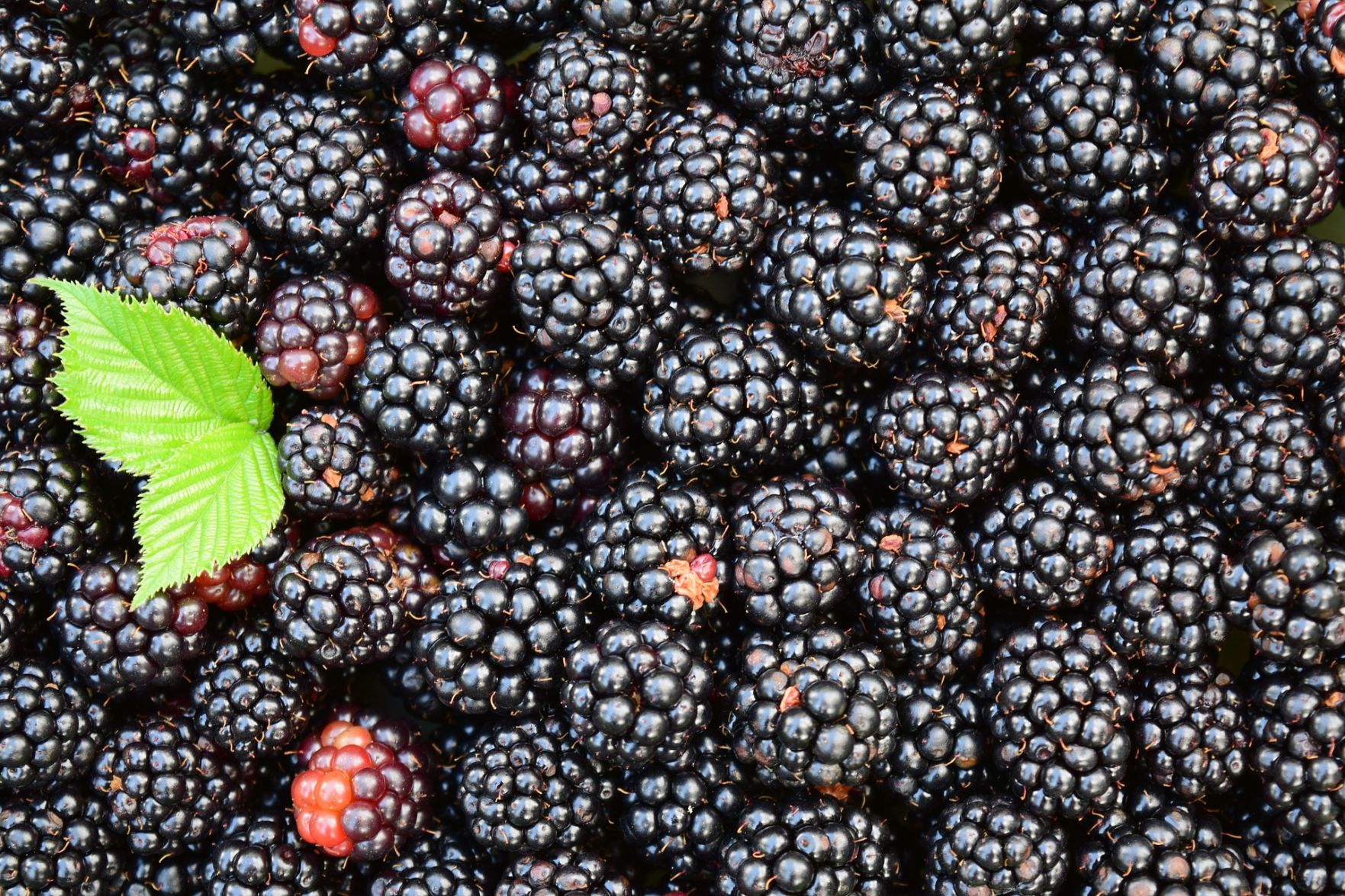 Blackberries